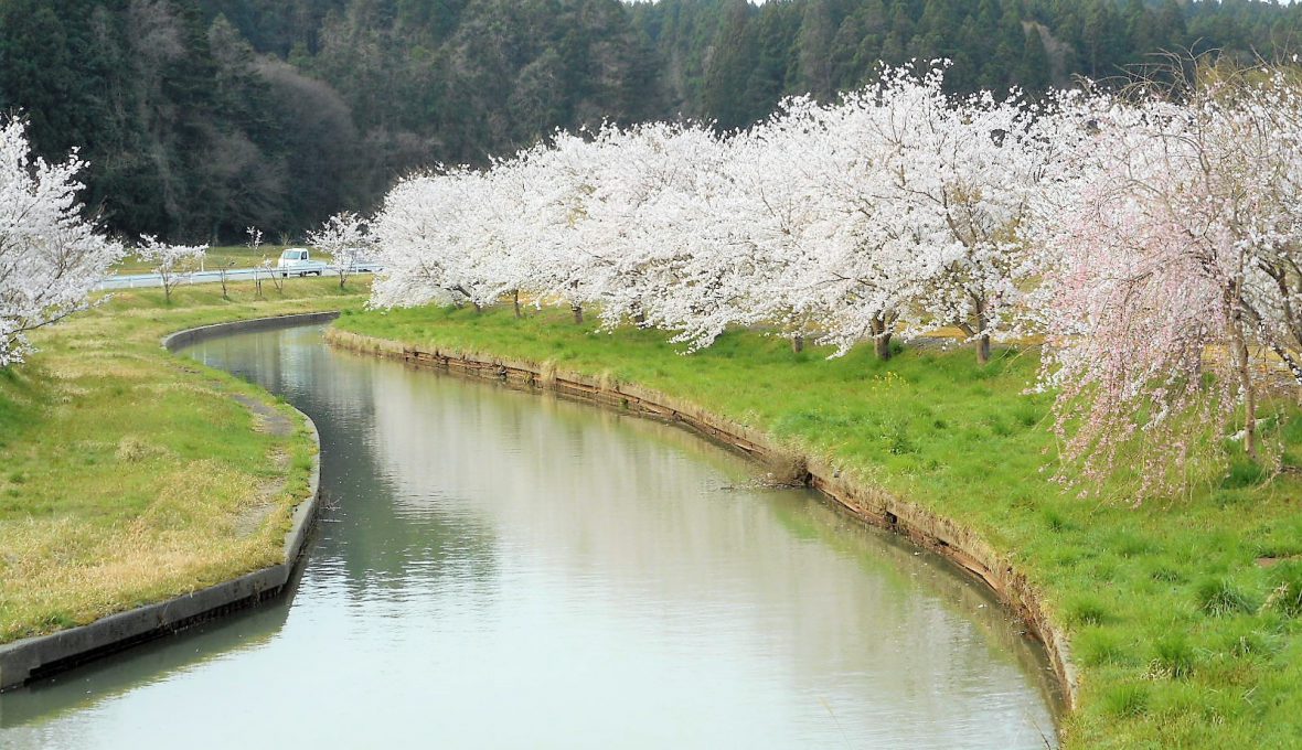 【七尾市】能登へ桜を見に行こう