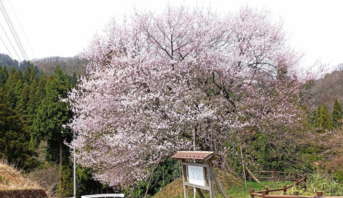 【能登町】能登へ桜を見に行こう
