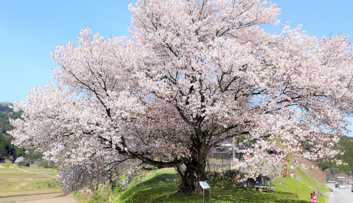 【輪島市】能登へ桜を見に行こう