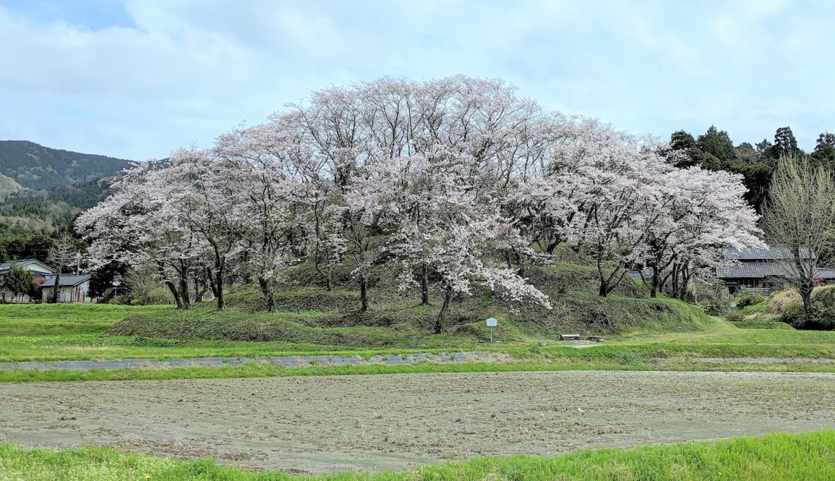 【中能登町】 能登へ桜を見に行こう