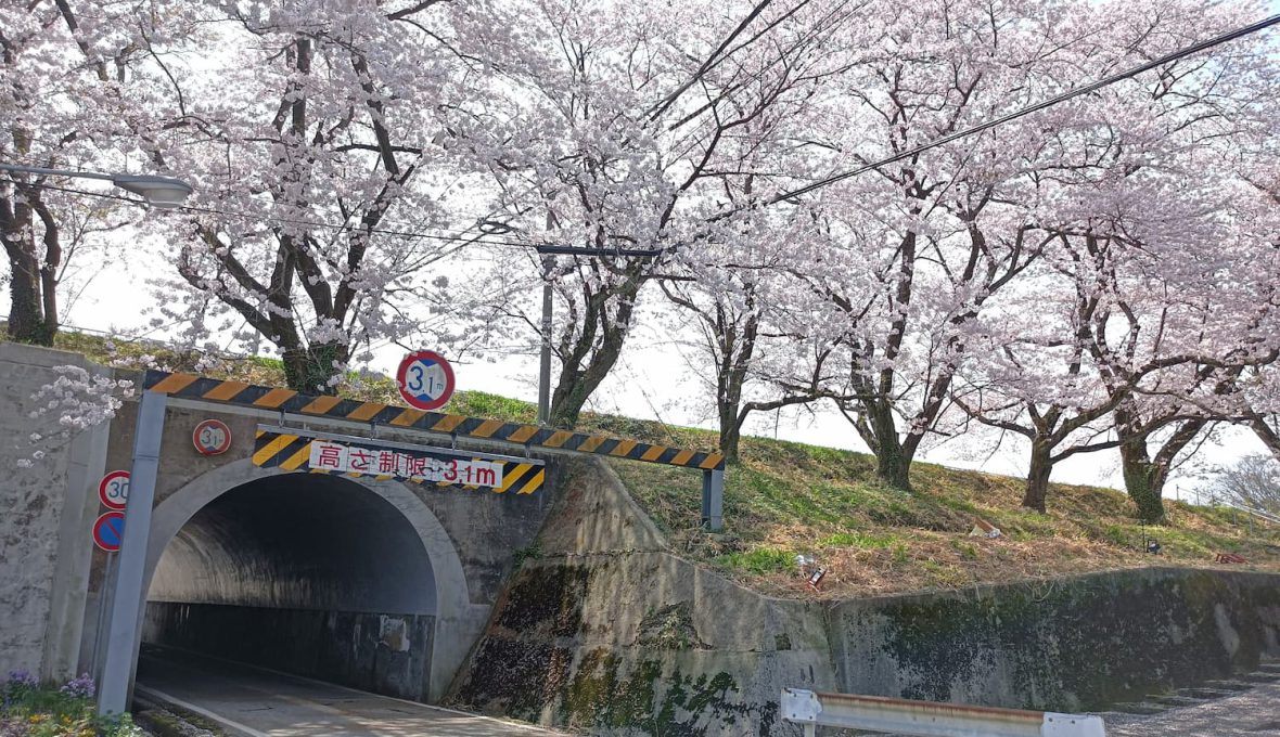 【宝達志水町】能登へ桜を見に行こう